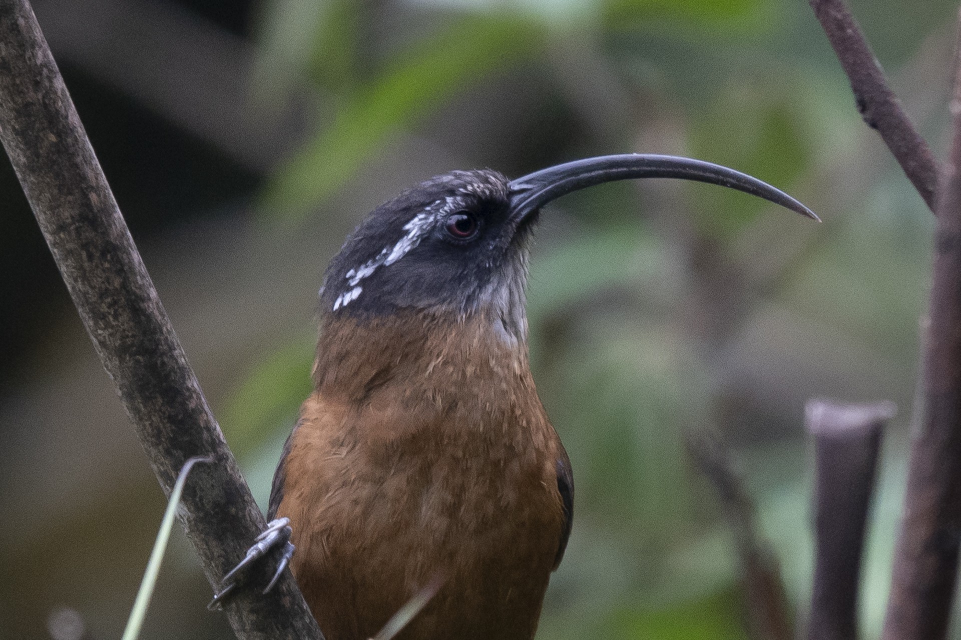 Slender-billed Scimitar-Babbler