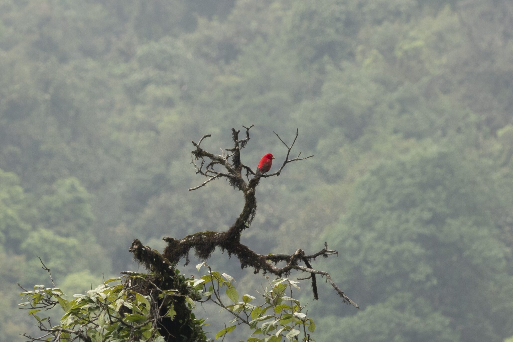 Scarlet Finch