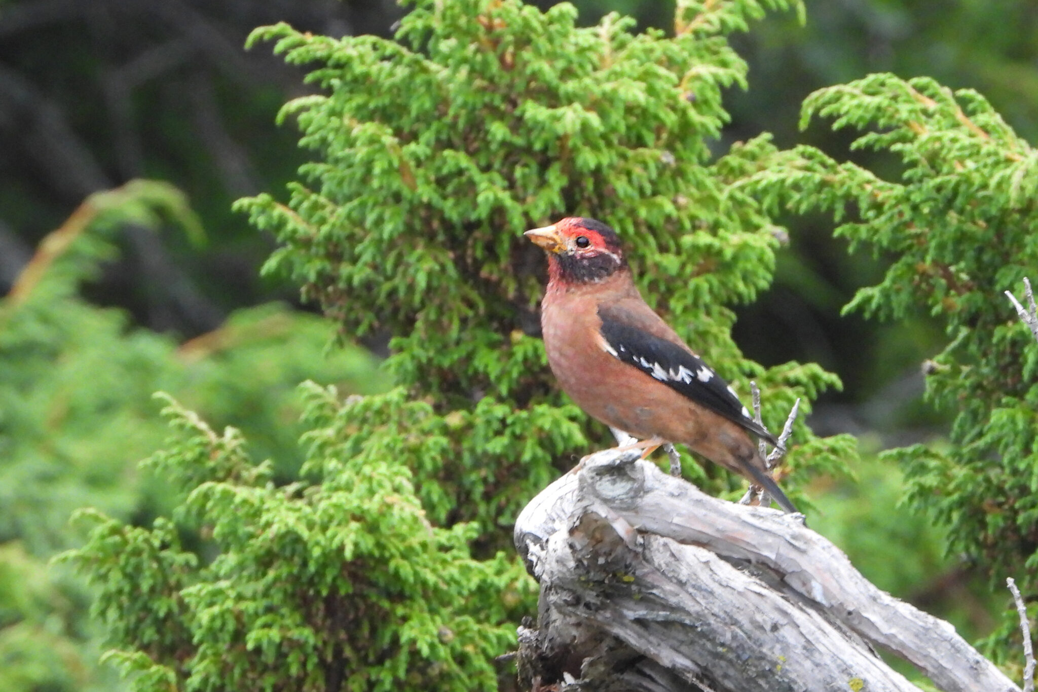 Spectacled Finch