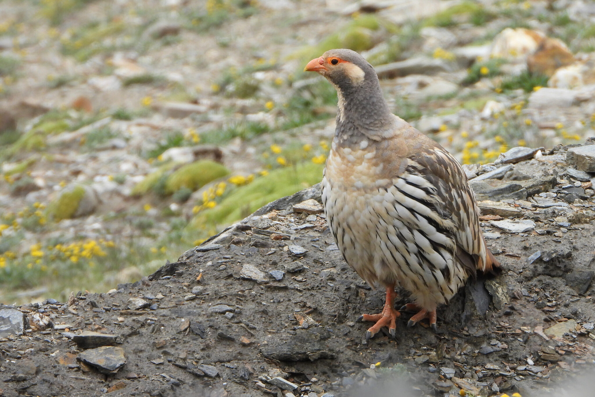 Tibetan Snowcock
