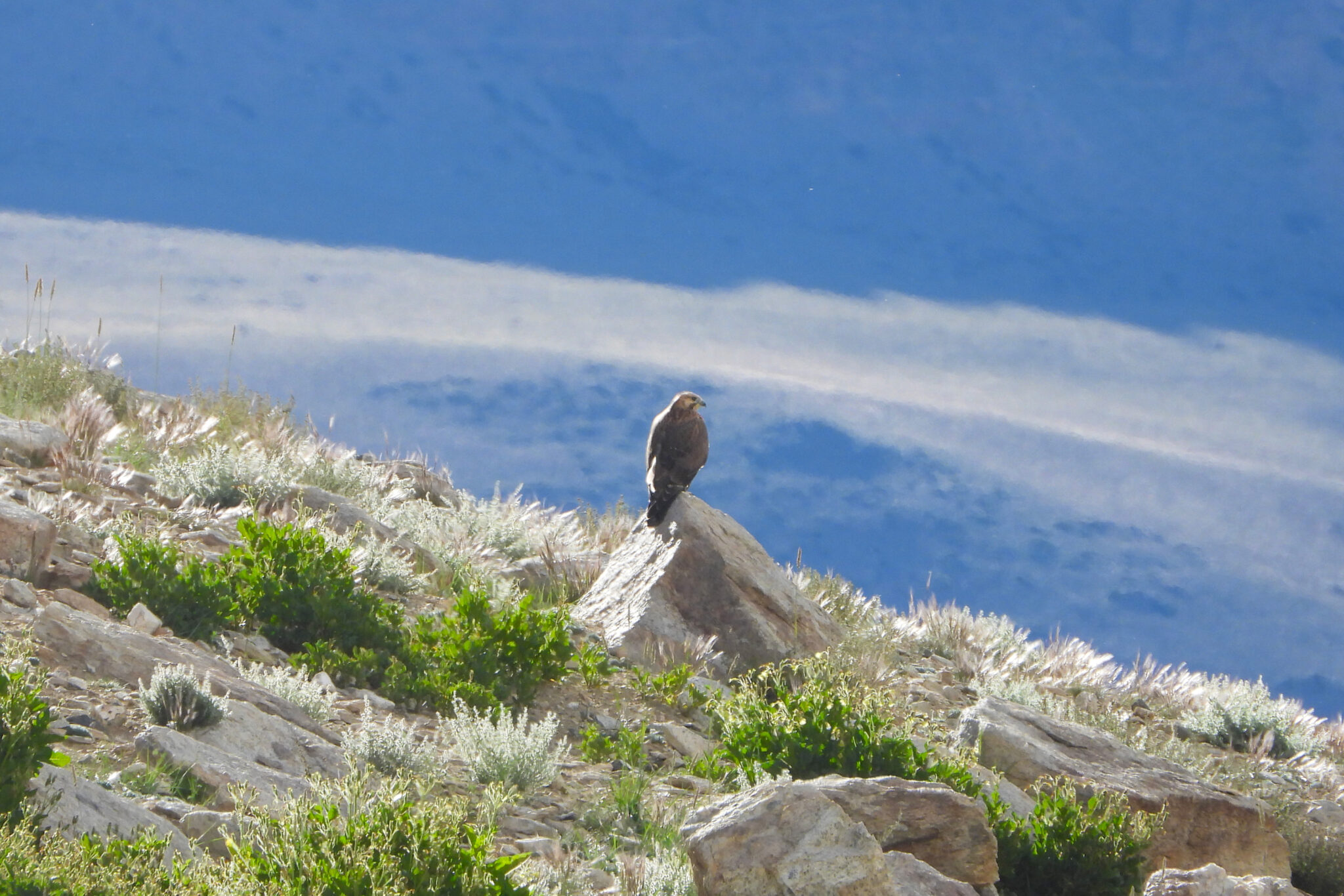 Upland Buzzard