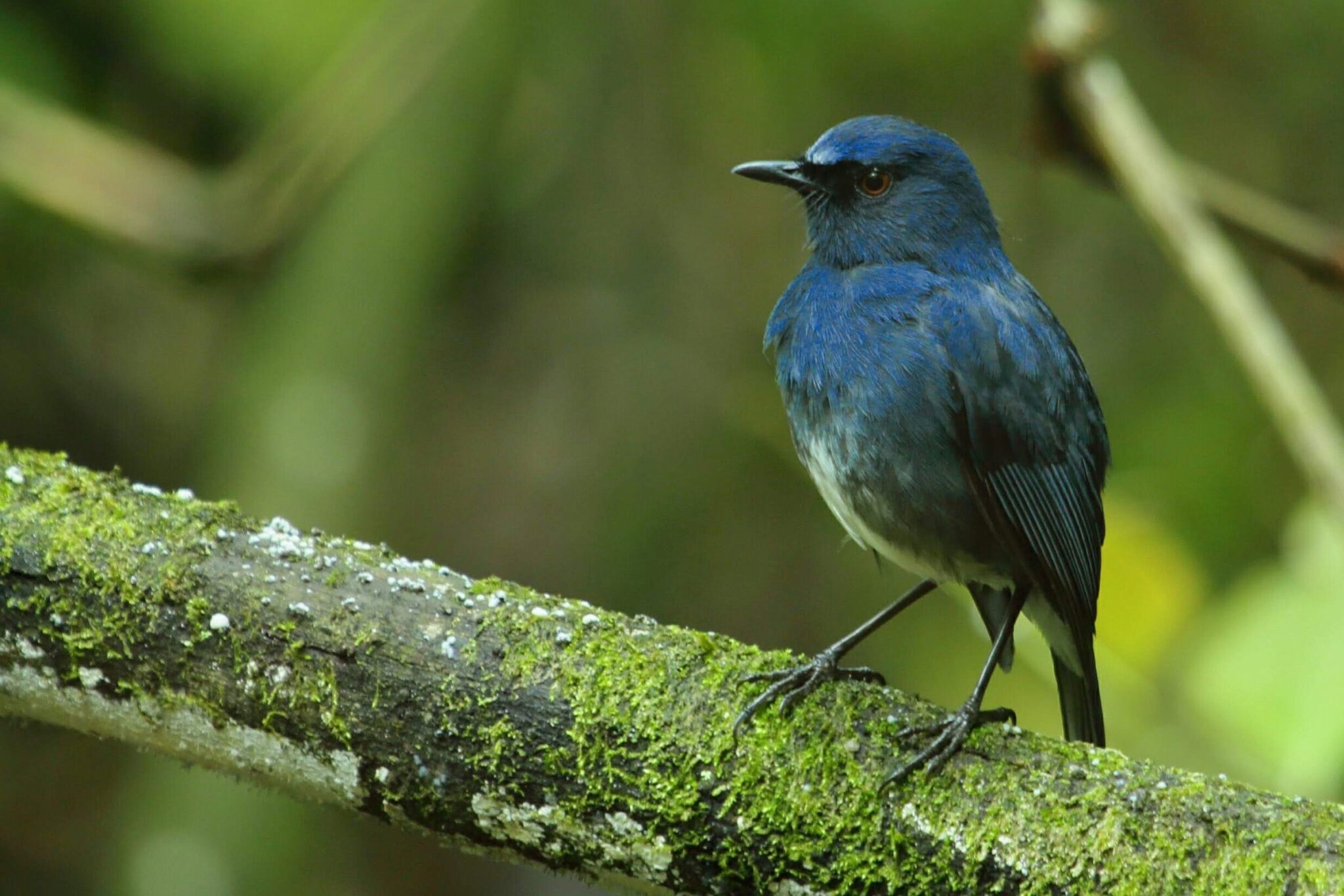 White-bellied Sholakili