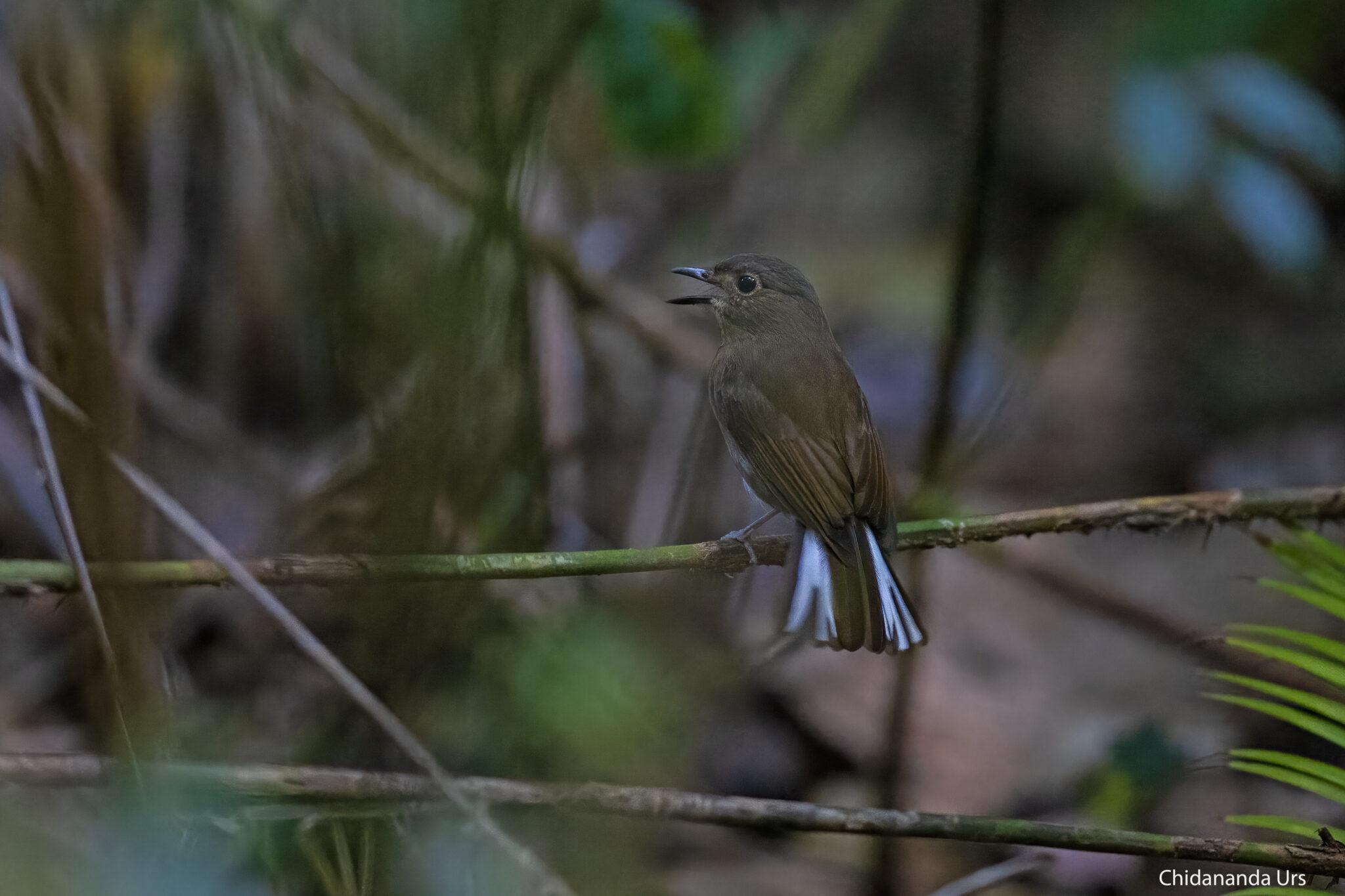 White Tailed Flycatcher1