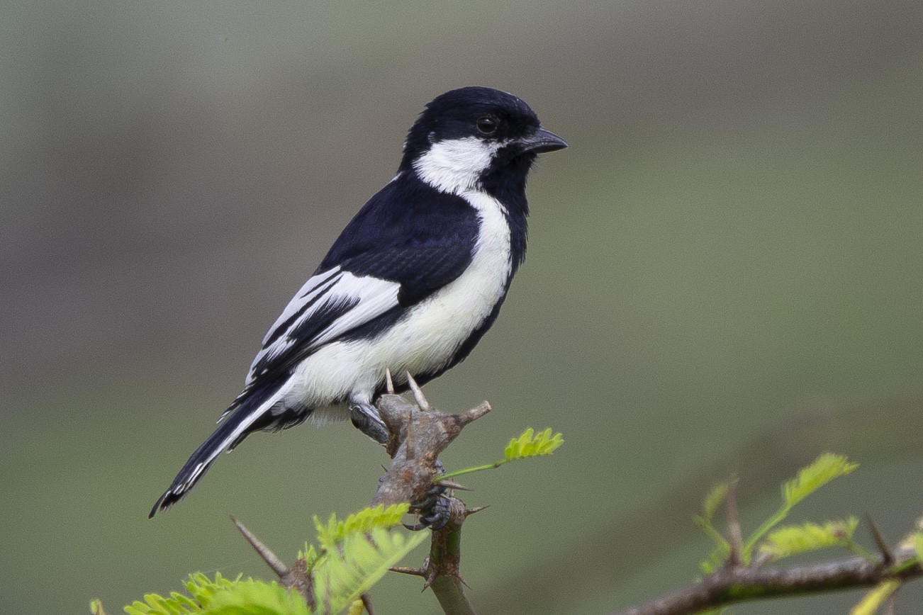 White-naped Tit