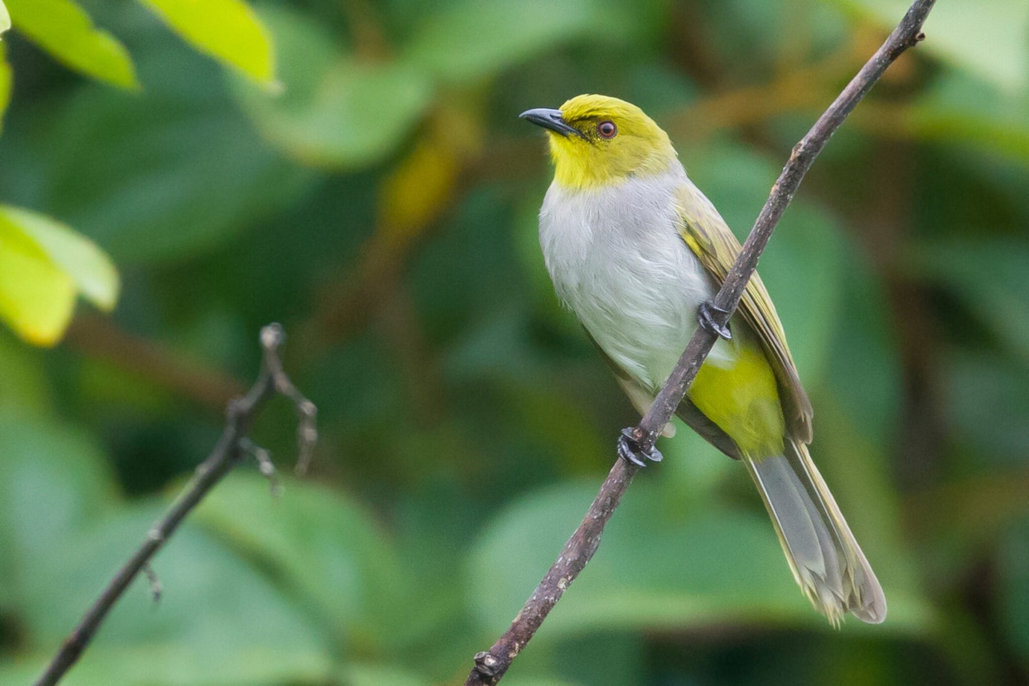 Yellow-throated Bulbul