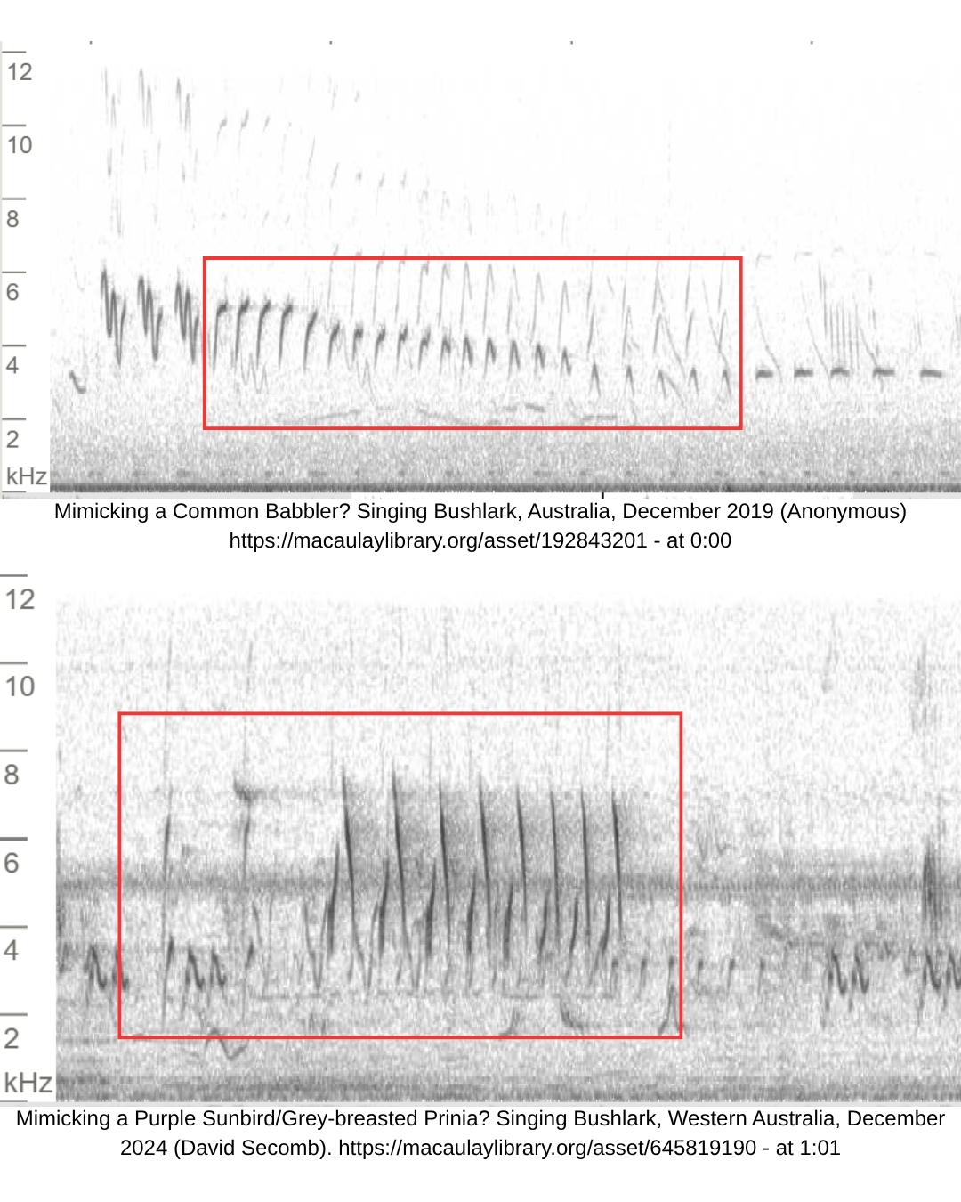 Image 4: Spectrograms of potential call mimicry of species found in the Indian Subcontinent, from Australian Singing Bushlarks.