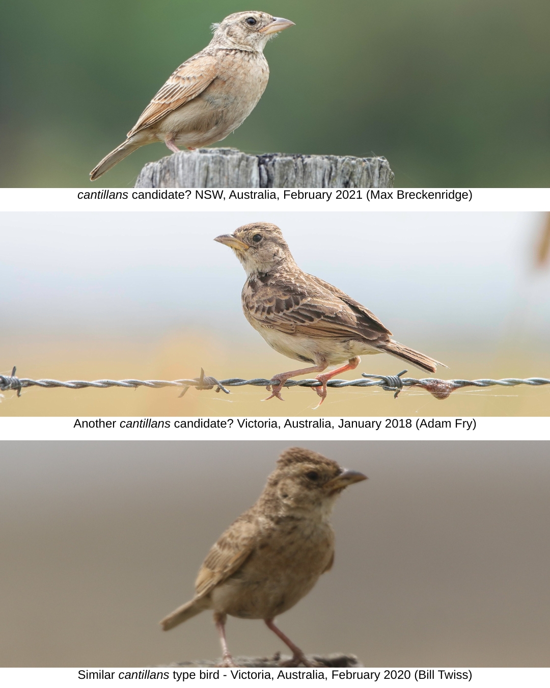 Image 2: Potential cantillans Singing Bushlark candidates in Australia. Note the overall lighter colours and weaker facial pattern.