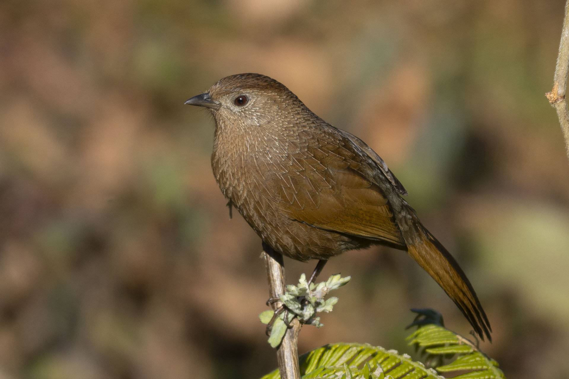 Bhutan Laughingthrush