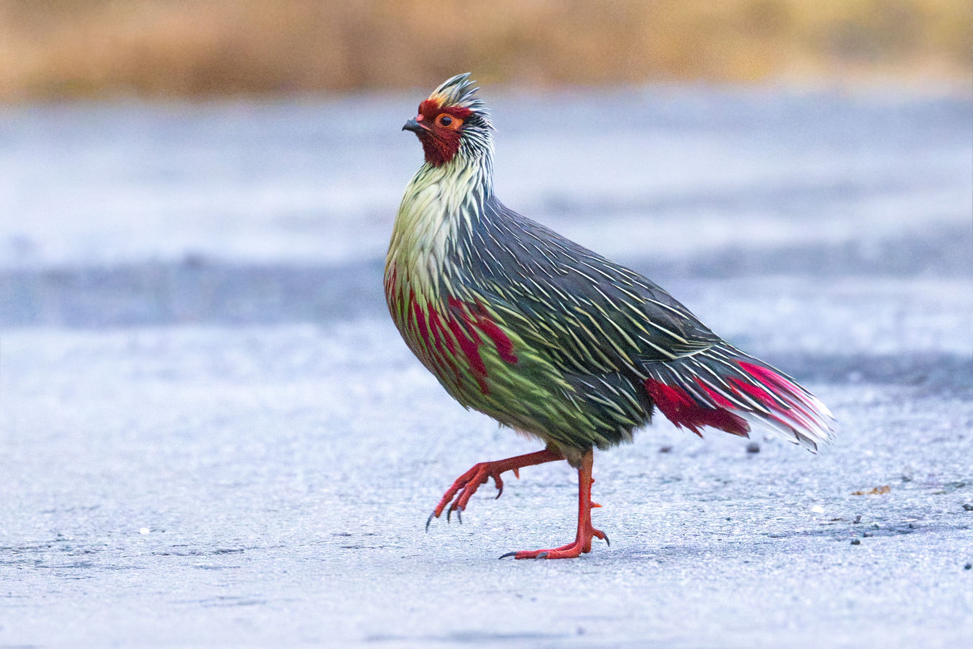 Blood Pheasant