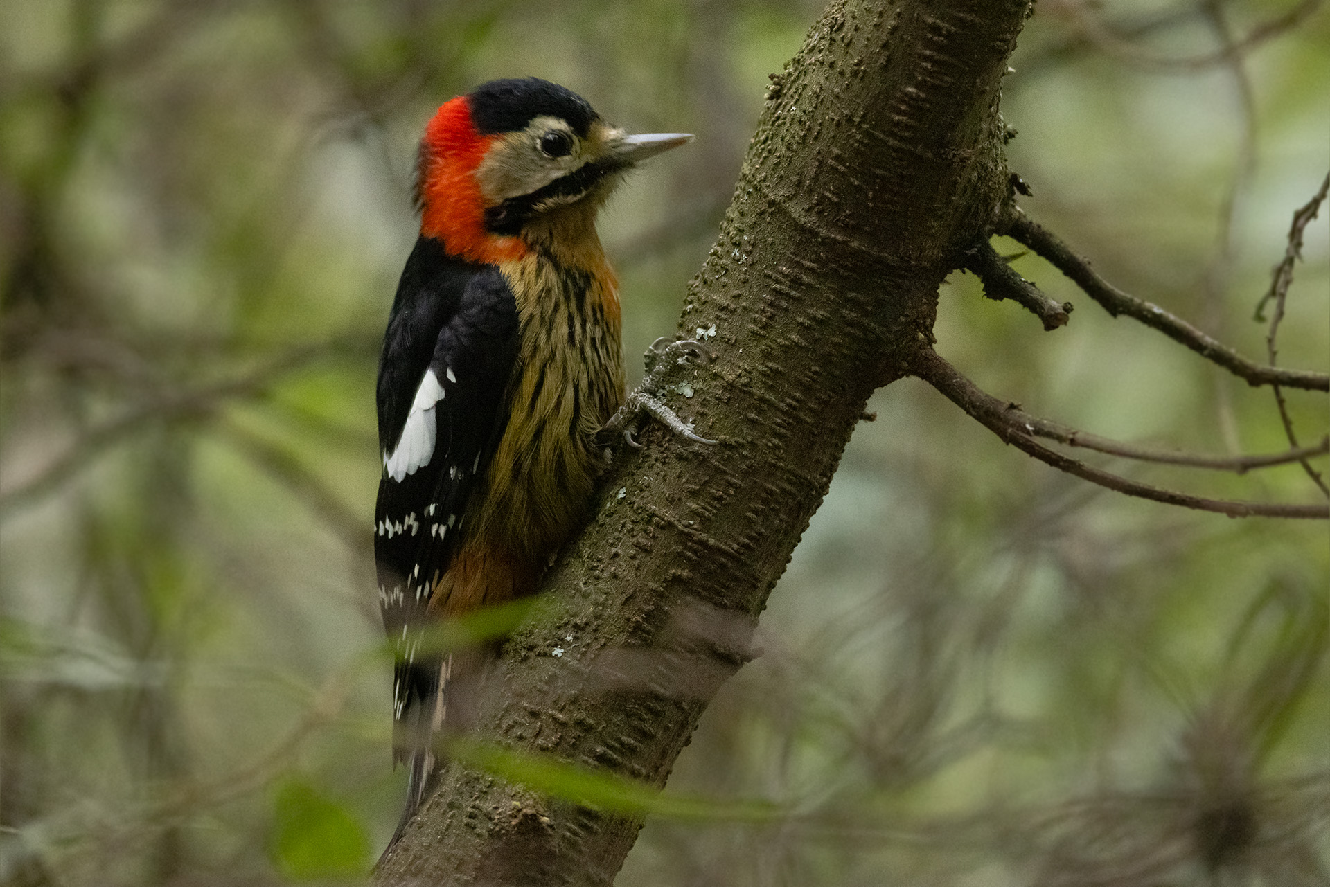 Crimson-naped Woodpecker