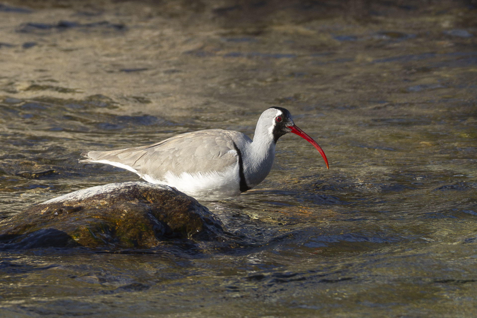 Ibisbill