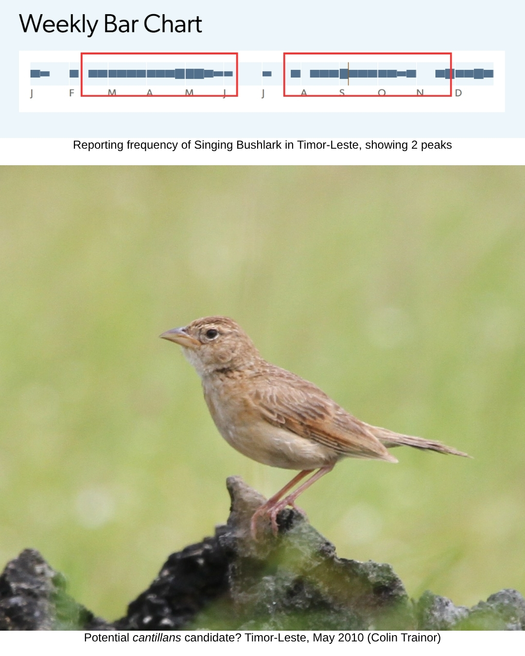 Image 3: eBird Weekly bar charts of Singing Bushlarks on Timor-Leste indicating two periods with reporting frequency peaks (above), and a pale-looking cantillans candidate from Timor-Leste (below)