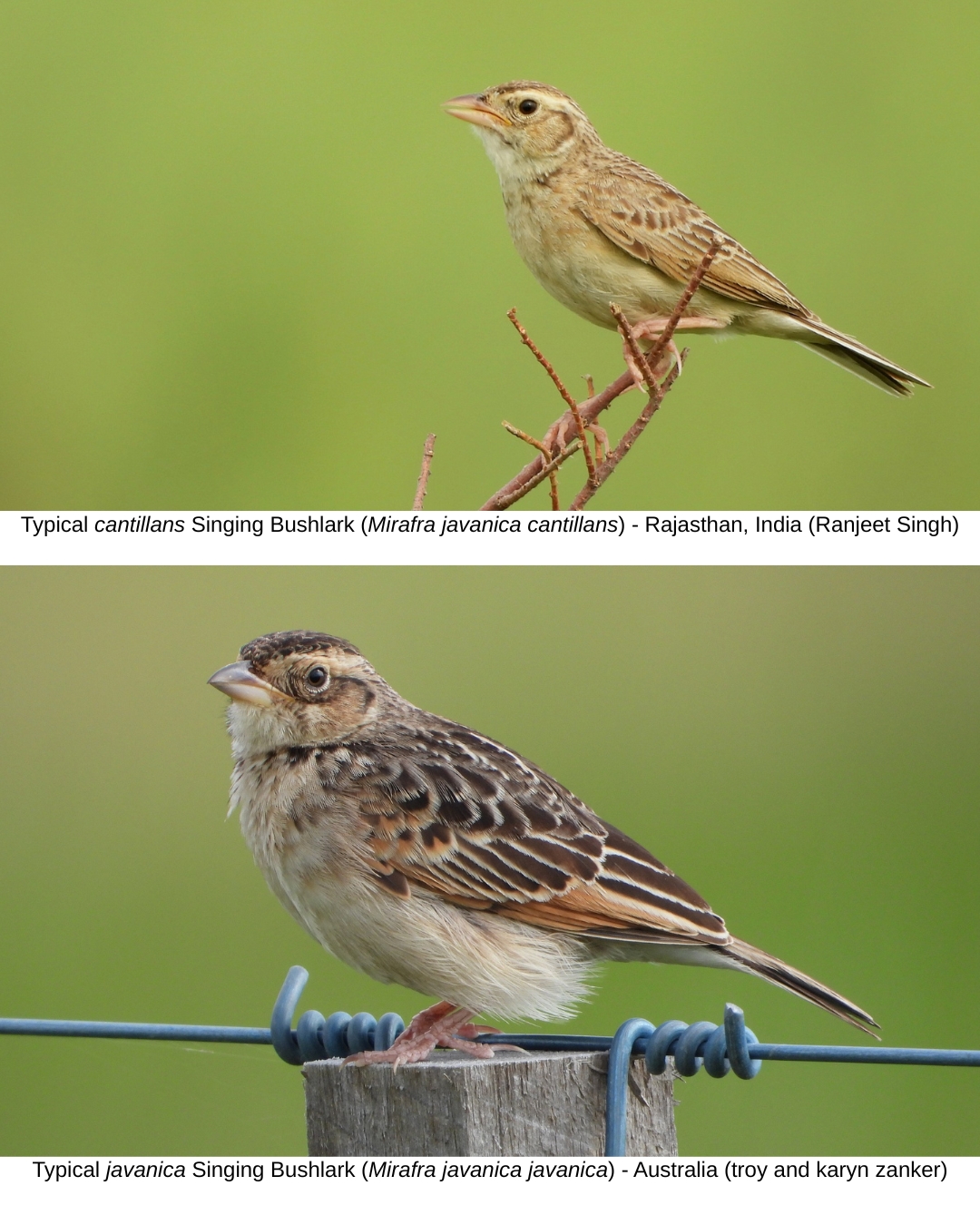 Singing Bushlark ssp comparison